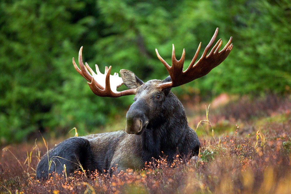Moose - Travel Search Engine Canada