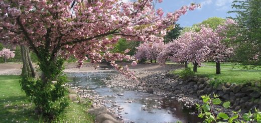 Cherry Blossoms In Spring - Cheap Air Tickets