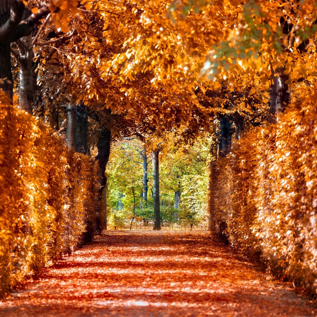 Autumn in Austria 